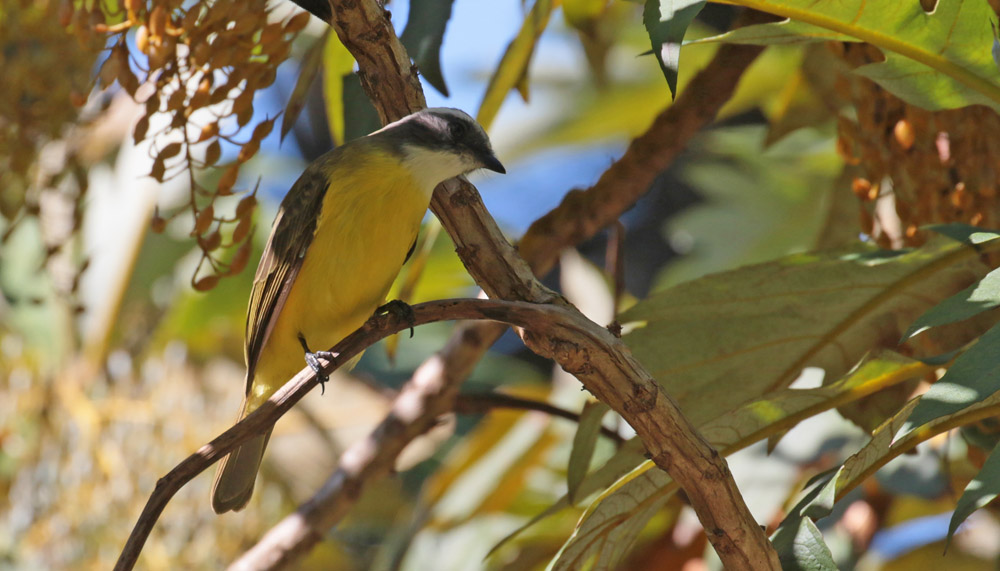 Social Flycatcher